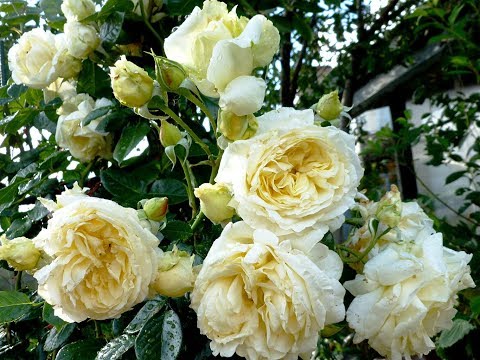 Climbing rose Elfe (Elf): photo and description of the variety, video