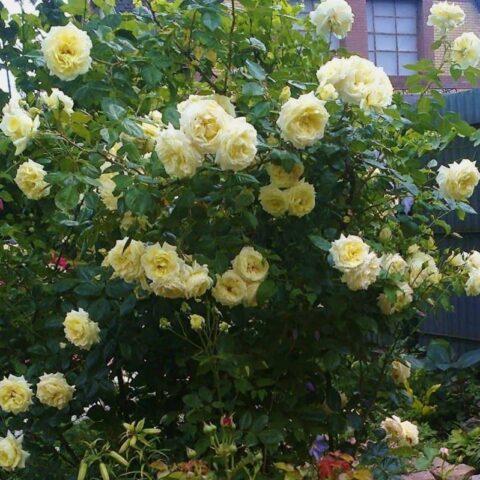 Climbing rose Elfe (Elf): photo and description of the variety, video