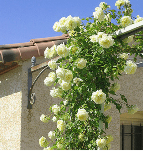 Climbing rose Elfe (Elf): photo and description of the variety, video