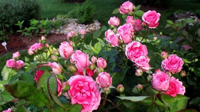 Climbing rose floribunda variety Kimono (Kimono): planting and care