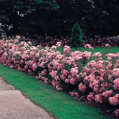 Climbing rose floribunda variety Kimono (Kimono): planting and care