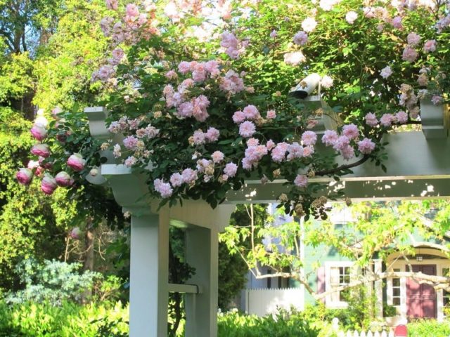 Climbing rose floribunda variety Kimono (Kimono): planting and care