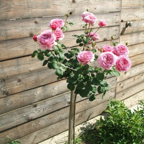 Climbing rose floribunda variety Kimono (Kimono): planting and care