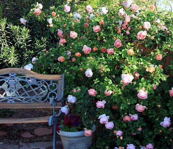 Climbing rose floribunda variety Kimono (Kimono): planting and care