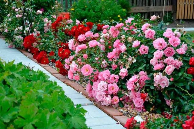 Climbing rose floribunda variety Kimono (Kimono): planting and care