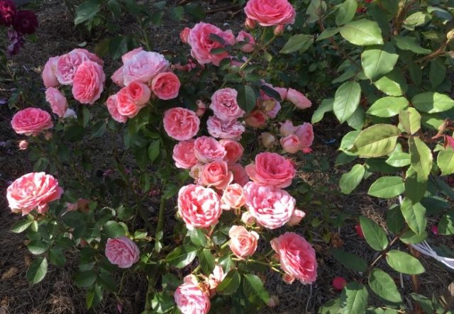 Climbing rose floribunda variety Kimono (Kimono): planting and care