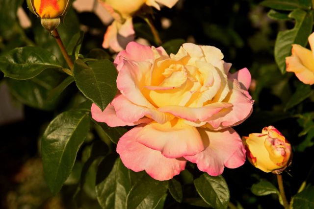 Climbing rose Gloria Dei Climbing (Gloria Dei Climbing): description and photo, reviews