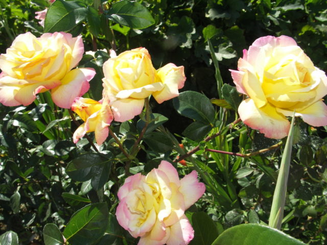 Climbing rose Gloria Dei Climbing (Gloria Dei Climbing): description and photo, reviews