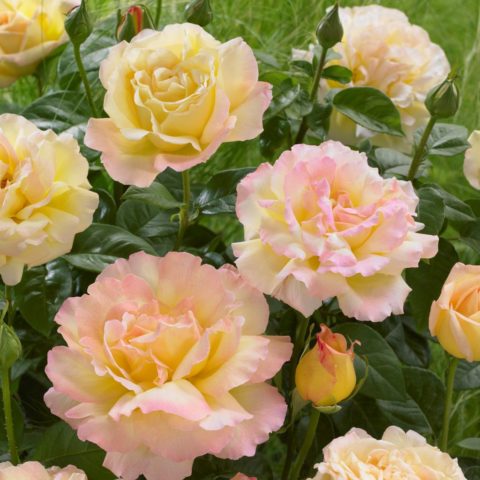 Climbing rose Gloria Dei Climbing (Gloria Dei Climbing): description and photo, reviews