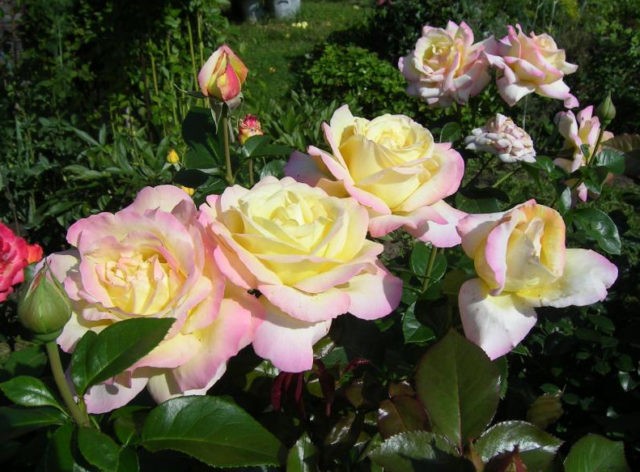 Climbing rose Gloria Dei Climbing (Gloria Dei Climbing): description and photo, reviews