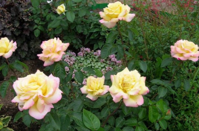 Climbing rose Gloria Dei Climbing (Gloria Dei Climbing): description and photo, reviews