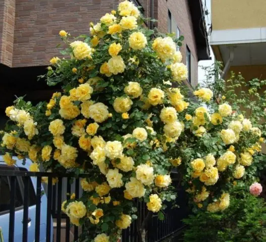 Climbing rose Golden Showers (Golden Showers): photo and description, reviews