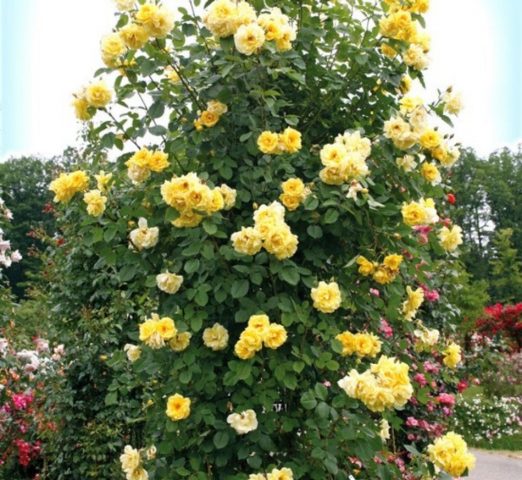 Climbing rose Golden Showers (Golden Showers): photo and description, reviews