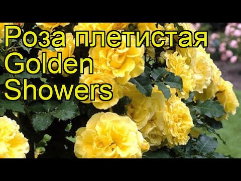 Climbing rose Golden Showers (Golden Showers): photo and description, reviews