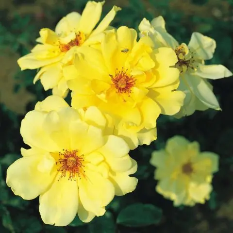 Climbing rose Golden Showers (Golden Showers): photo and description, reviews