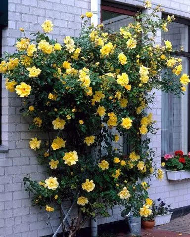 Climbing rose Golden Showers (Golden Showers): photo and description, reviews