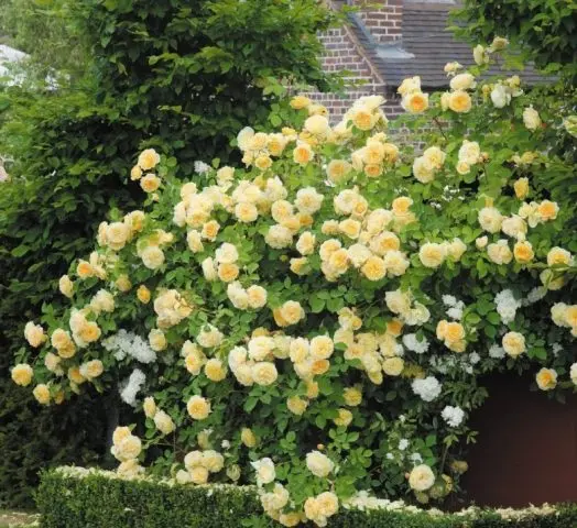 Climbing rose Golden Showers (Golden Showers): photo and description, reviews