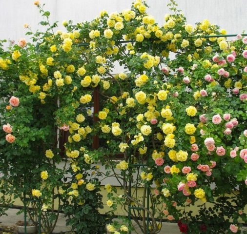 Climbing rose Golden Showers (Golden Showers): photo and description, reviews