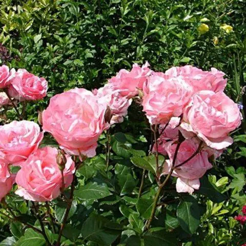 Climbing rose grandiflora Queen Elizabeth (Queen, Queen Elizabeth)