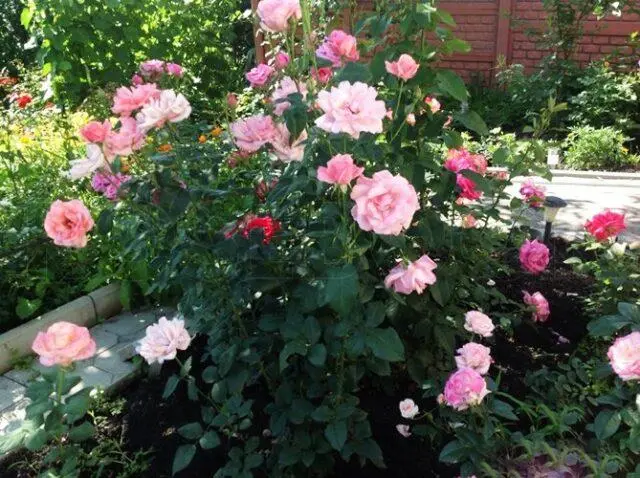 Climbing rose grandiflora Queen Elizabeth (Queen, Queen Elizabeth)