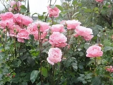 Climbing rose grandiflora Queen Elizabeth (Queen, Queen Elizabeth)