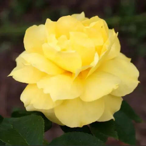 Climbing rose grandiflora Queen Elizabeth (Queen, Queen Elizabeth)