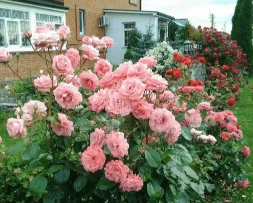 Climbing rose grandiflora Queen Elizabeth (Queen, Queen Elizabeth)