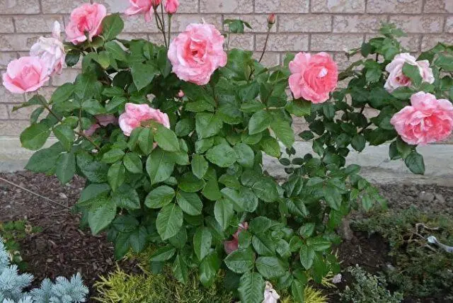 Climbing rose grandiflora Queen Elizabeth (Queen, Queen Elizabeth)