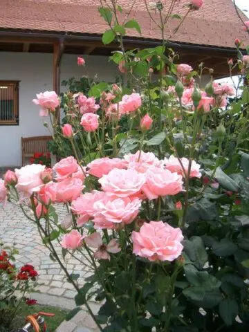 Climbing rose grandiflora Queen Elizabeth (Queen, Queen Elizabeth)