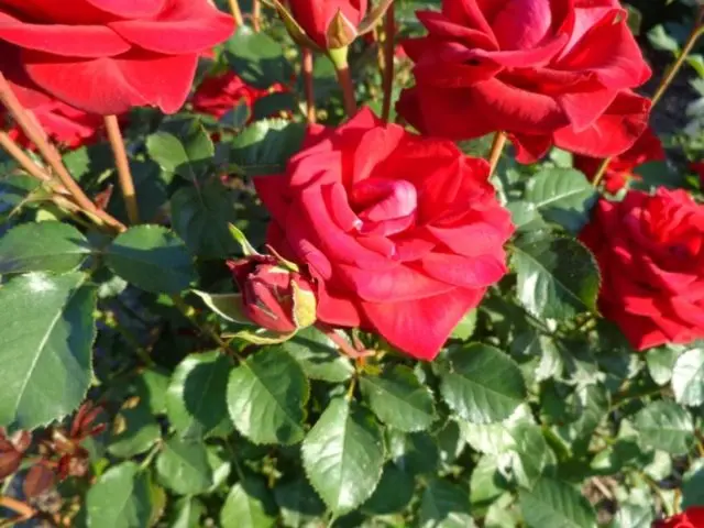 Climbing rose Laguna (Blue Lagoon): photo and description, reviews