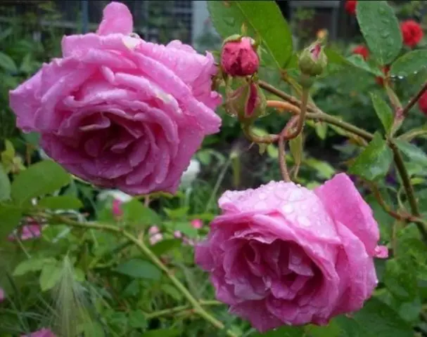 Climbing rose Laguna (Blue Lagoon): photo and description, reviews