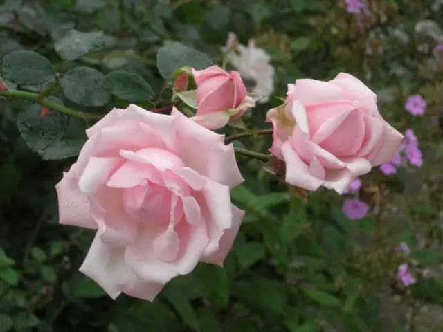 Climbing rose New Dawn (New Dawn): photo and description, reviews