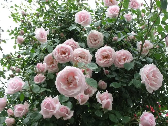 Climbing rose New Dawn (New Dawn): photo and description, reviews