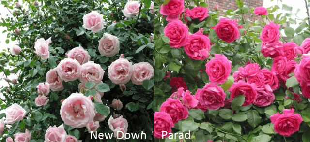 Climbing rose Parade: planting and care