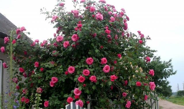 Climbing rose Parade: planting and care