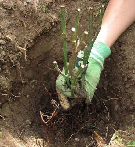 Climbing rose Parade: planting and care