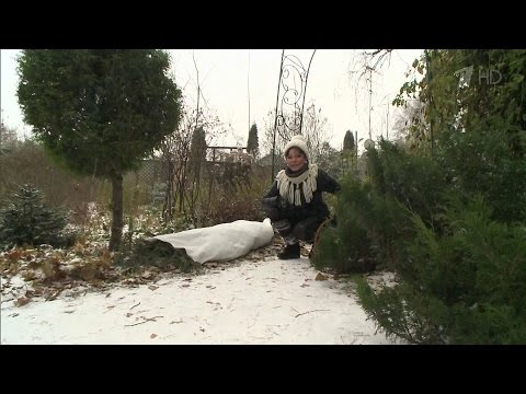 Climbing rose Parade: planting and care