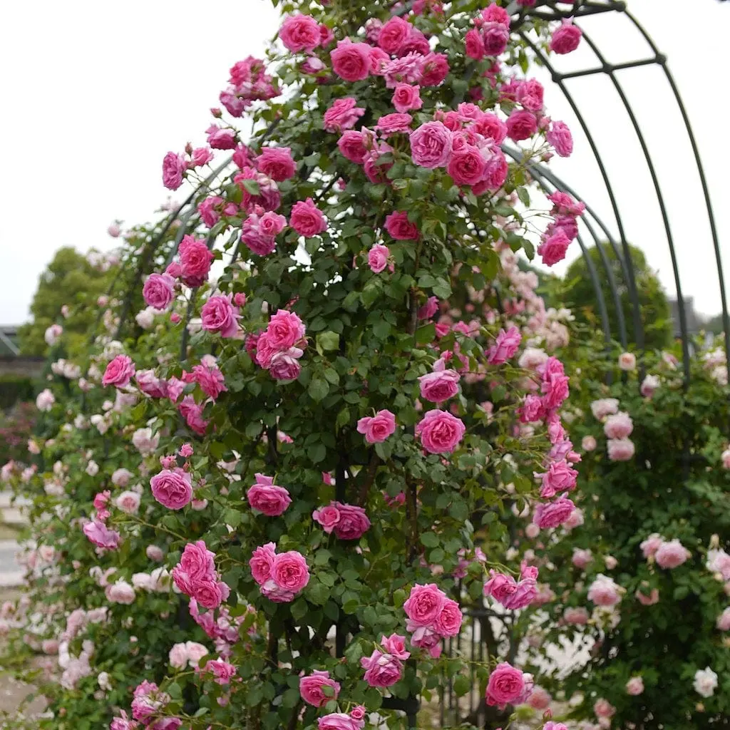 Climbing rose Parade: planting and care