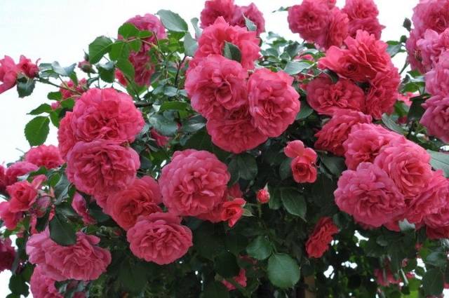 Climbing rose Rosarium Uetersen: planting and care