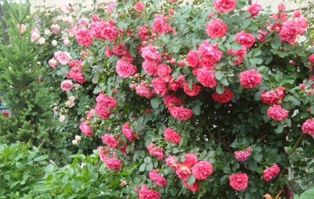 Climbing rose Rosarium Uetersen: planting and care