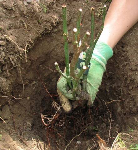 Climbing rose Rosarium Uetersen: planting and care