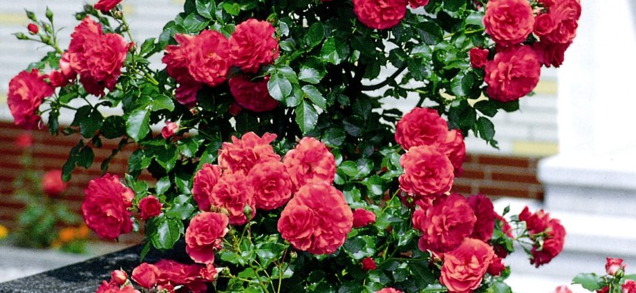 Climbing rose Rosarium Uetersen: planting and care