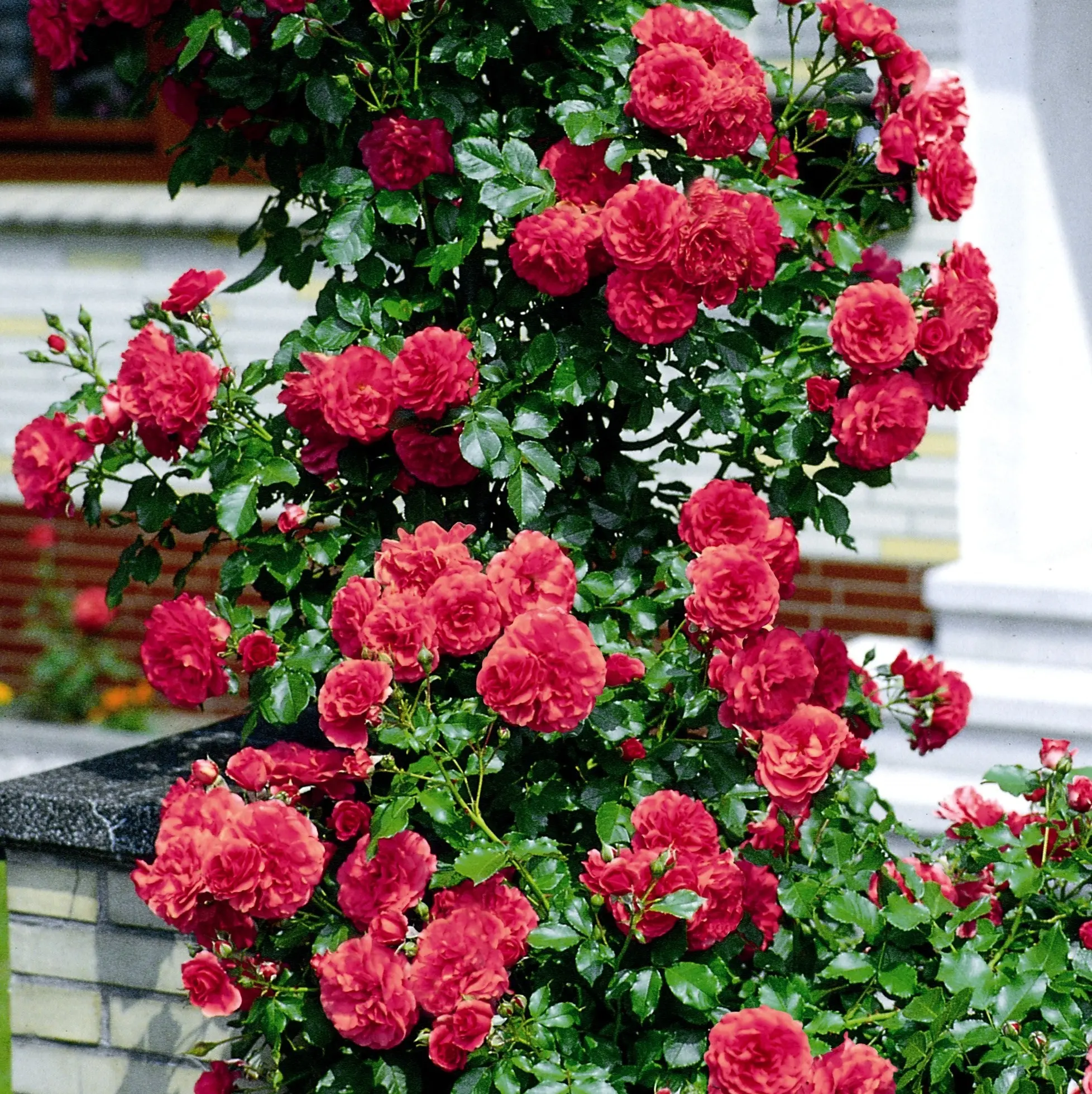 Climbing rose Rosarium Uetersen: planting and care