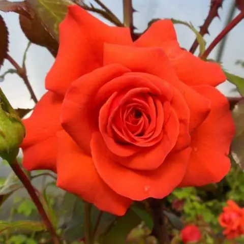 Climbing rose Salita (Salita): photo and description, reviews