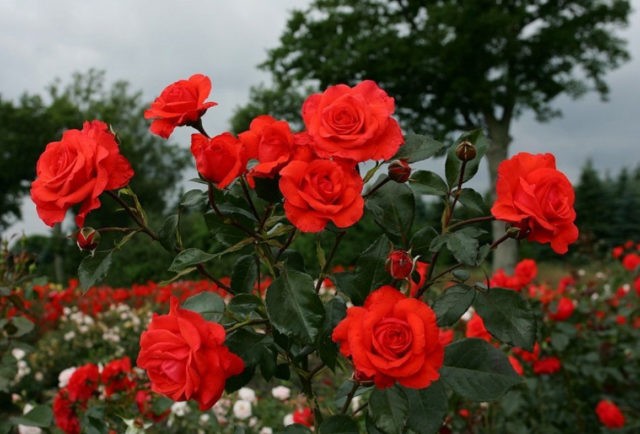 Climbing rose Salita (Salita): photo and description, reviews