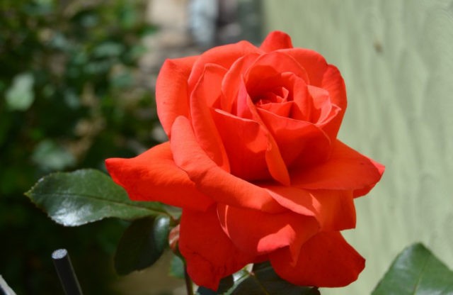 Climbing rose Salita (Salita): photo and description, reviews