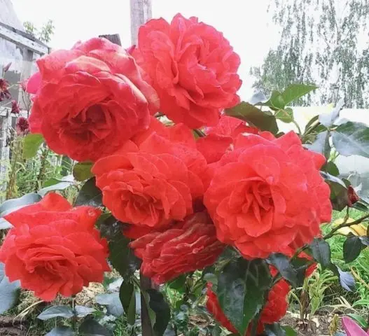 Climbing rose Salita (Salita): photo and description, reviews