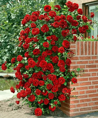 Climbing rose Santana: planting and care