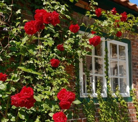 Climbing rose Santana: planting and care