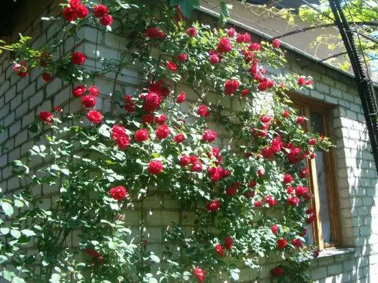 Climbing rose Santana: planting and care